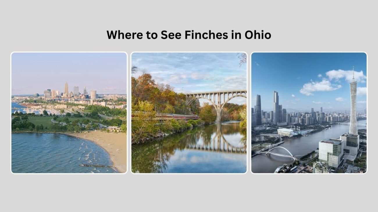 Where to See Finches in Ohio