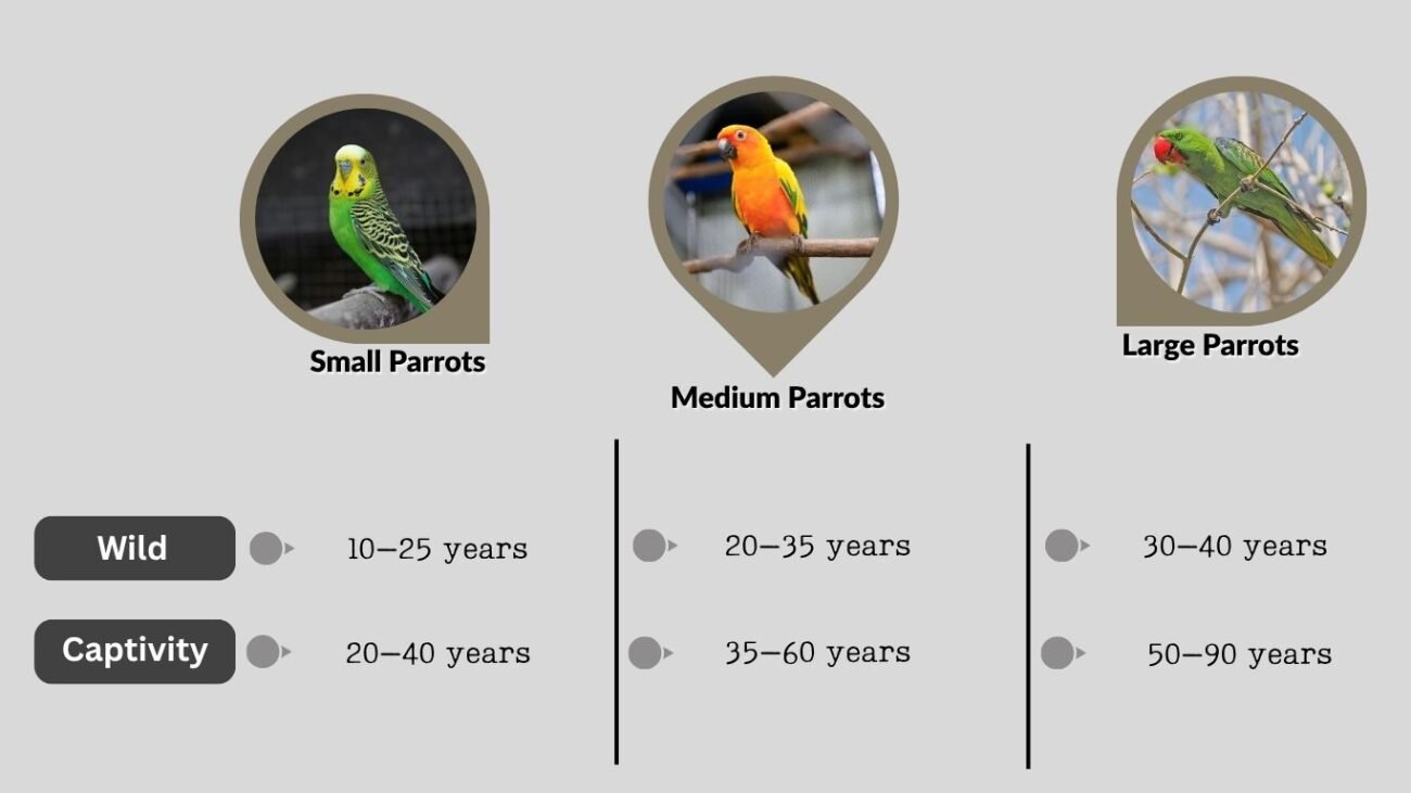 Parrot Lifespan in Captivity vs Wild
