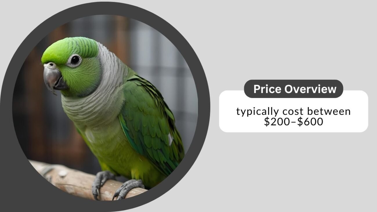 Buying or Adopting a Green Parrot