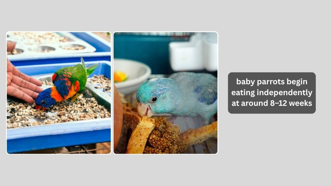 When Do Baby Parrots Start Eating on Their Own?
