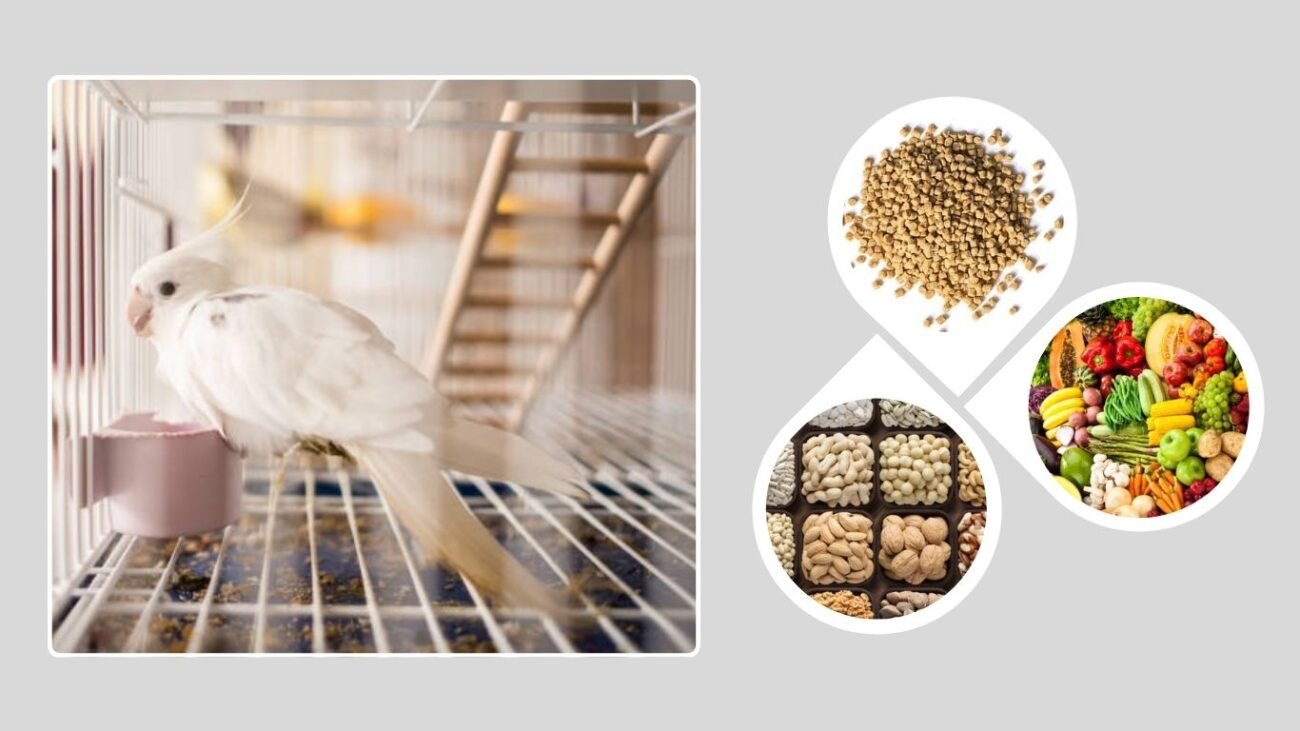 Diet and Nutrition