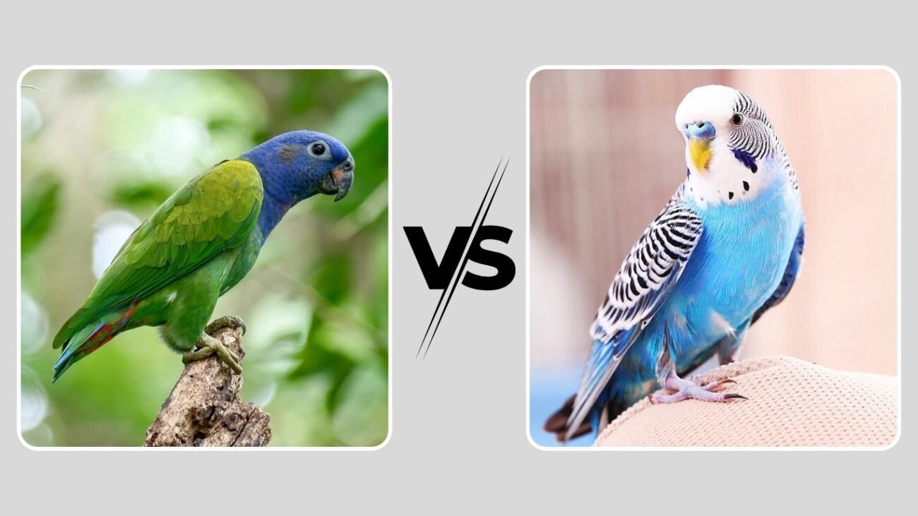 Parrots vs Parakeets: Overview