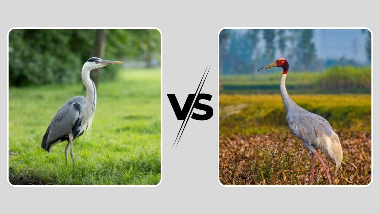 Grey Heron vs Crane