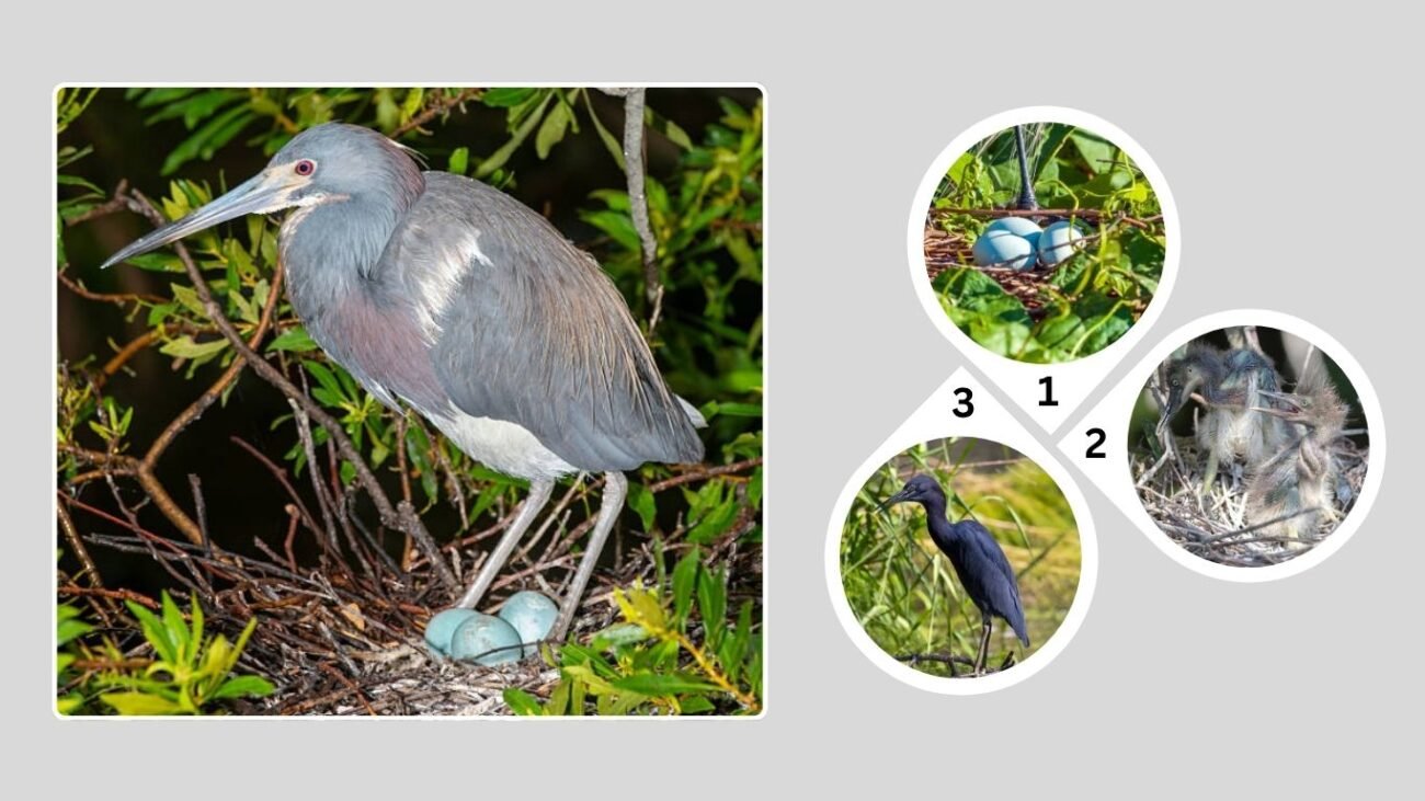 Nesting and Breeding