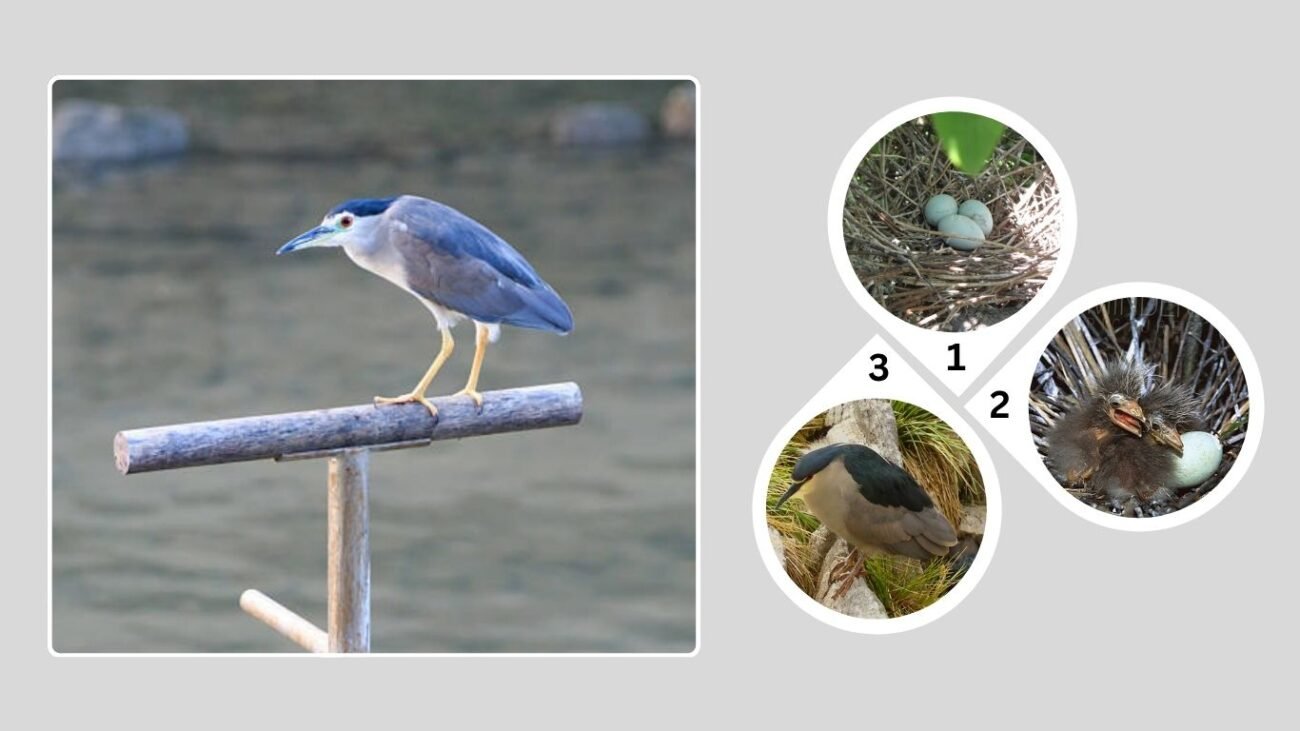 Nesting and Breeding