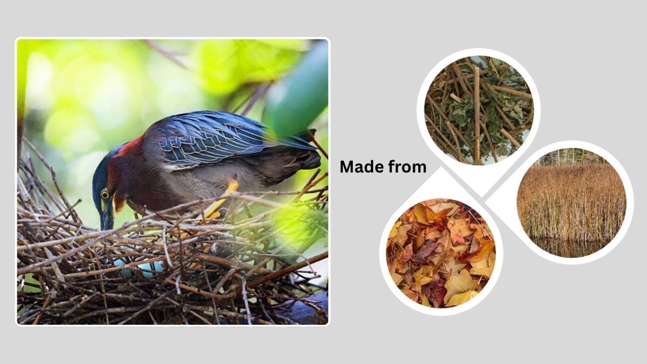 Nesting and Breeding