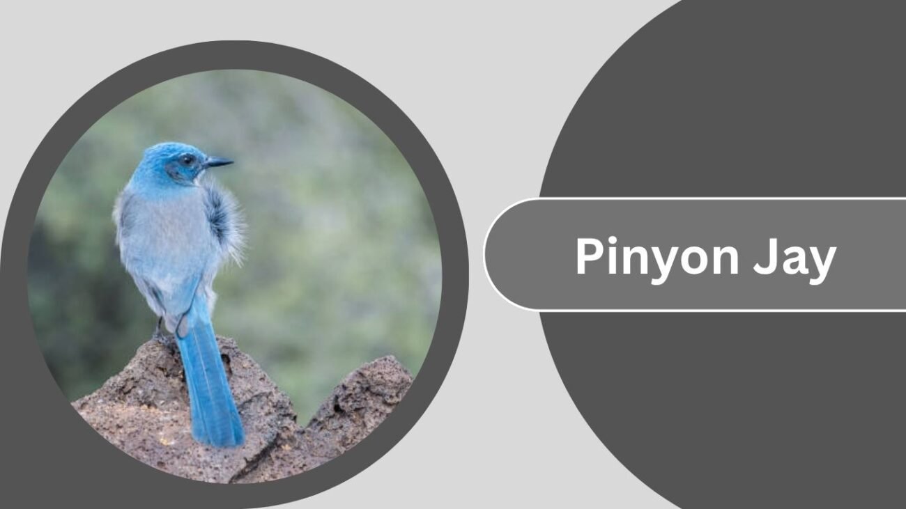 Pinyon Jay