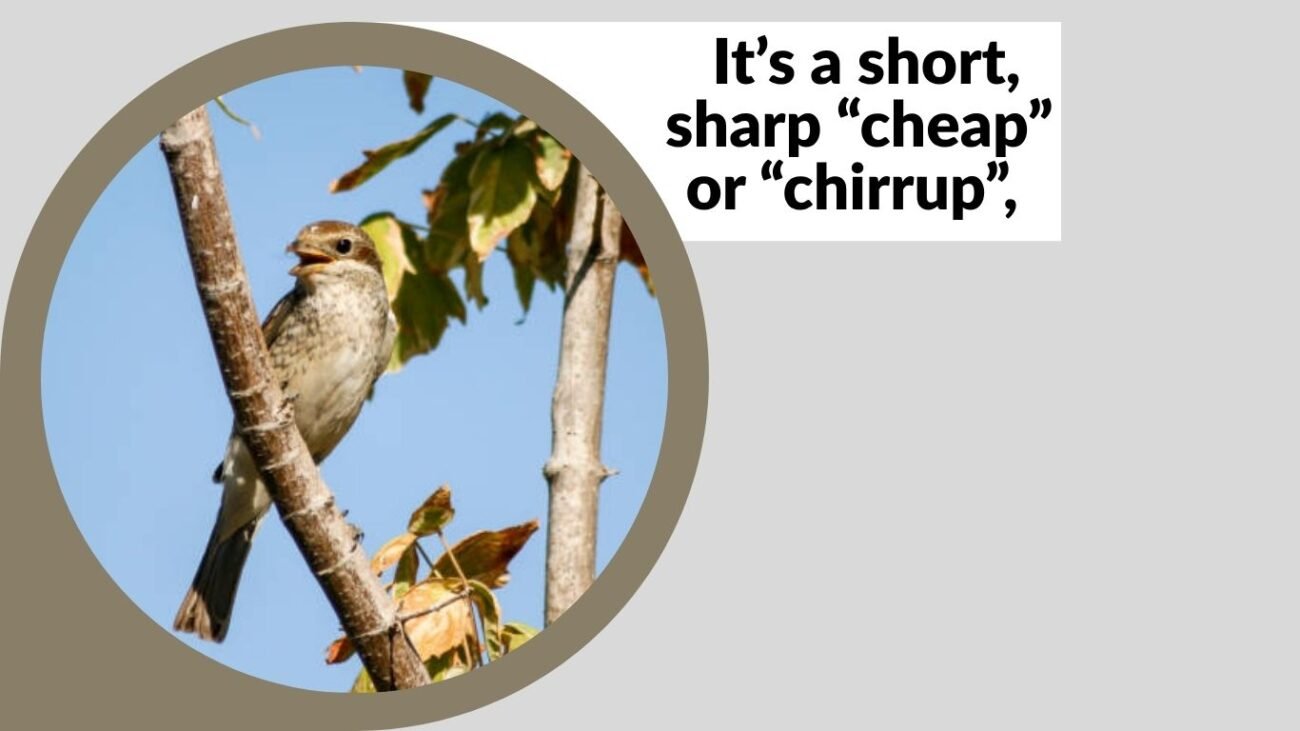 What Does a Sparrow Sound Like?