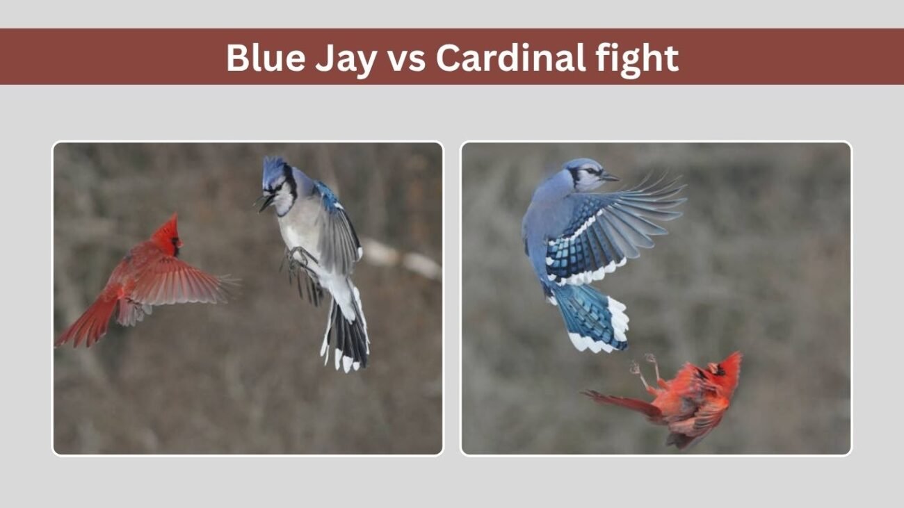 Blue Jay vs Cardinal — Who Would Win?