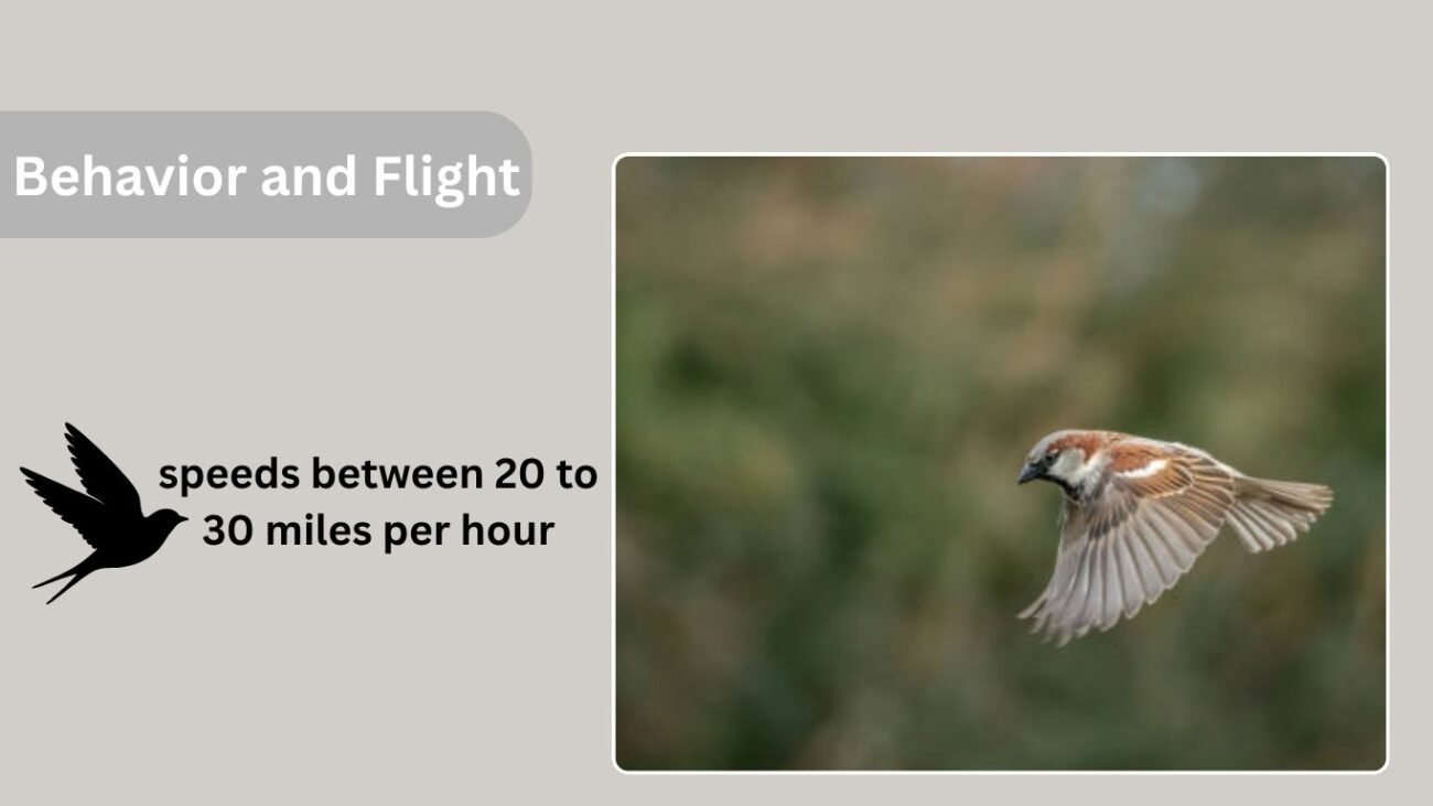 Behavior and Flight