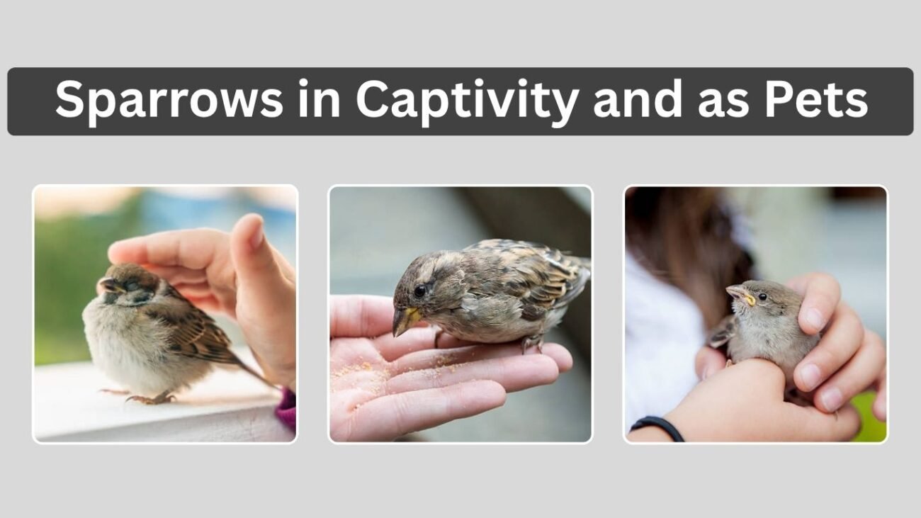 Sparrows in Captivity and as Pets