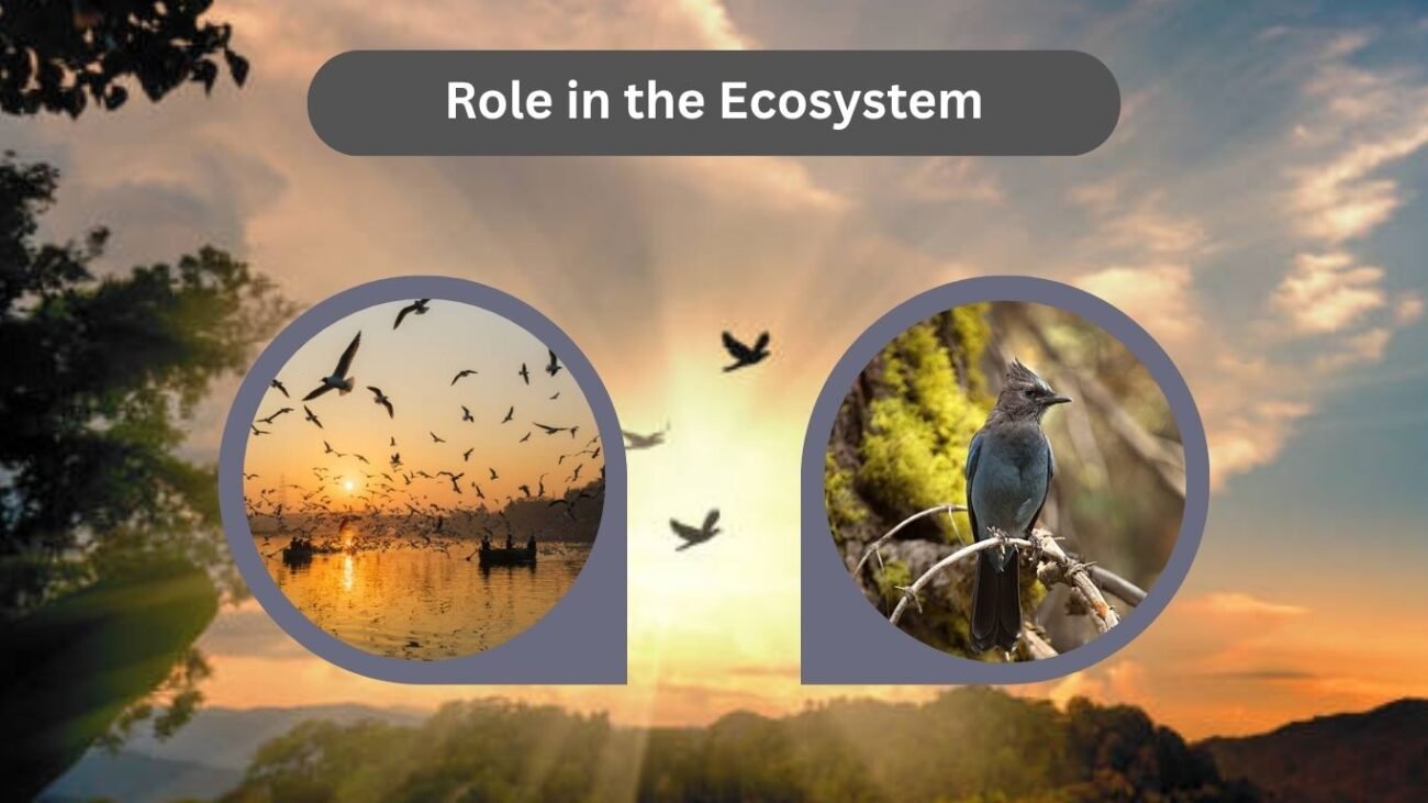 Role in the Ecosystem