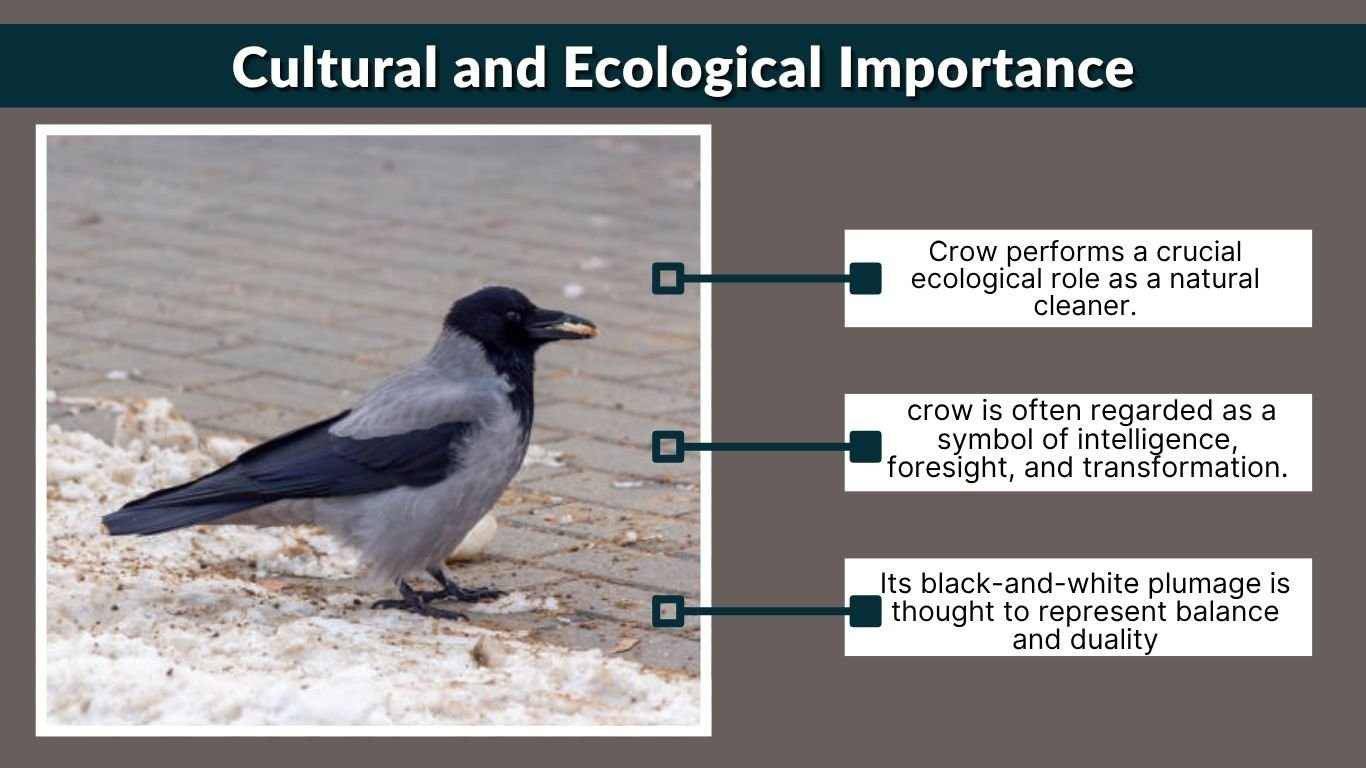 Crow Description African Crow: Identification, Habitat, Behavior, and Lifespan