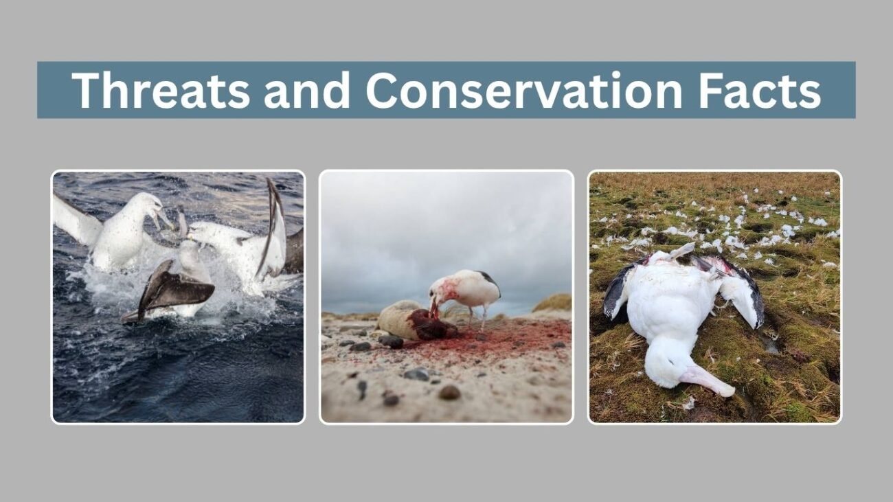 Threats and Conservation Facts