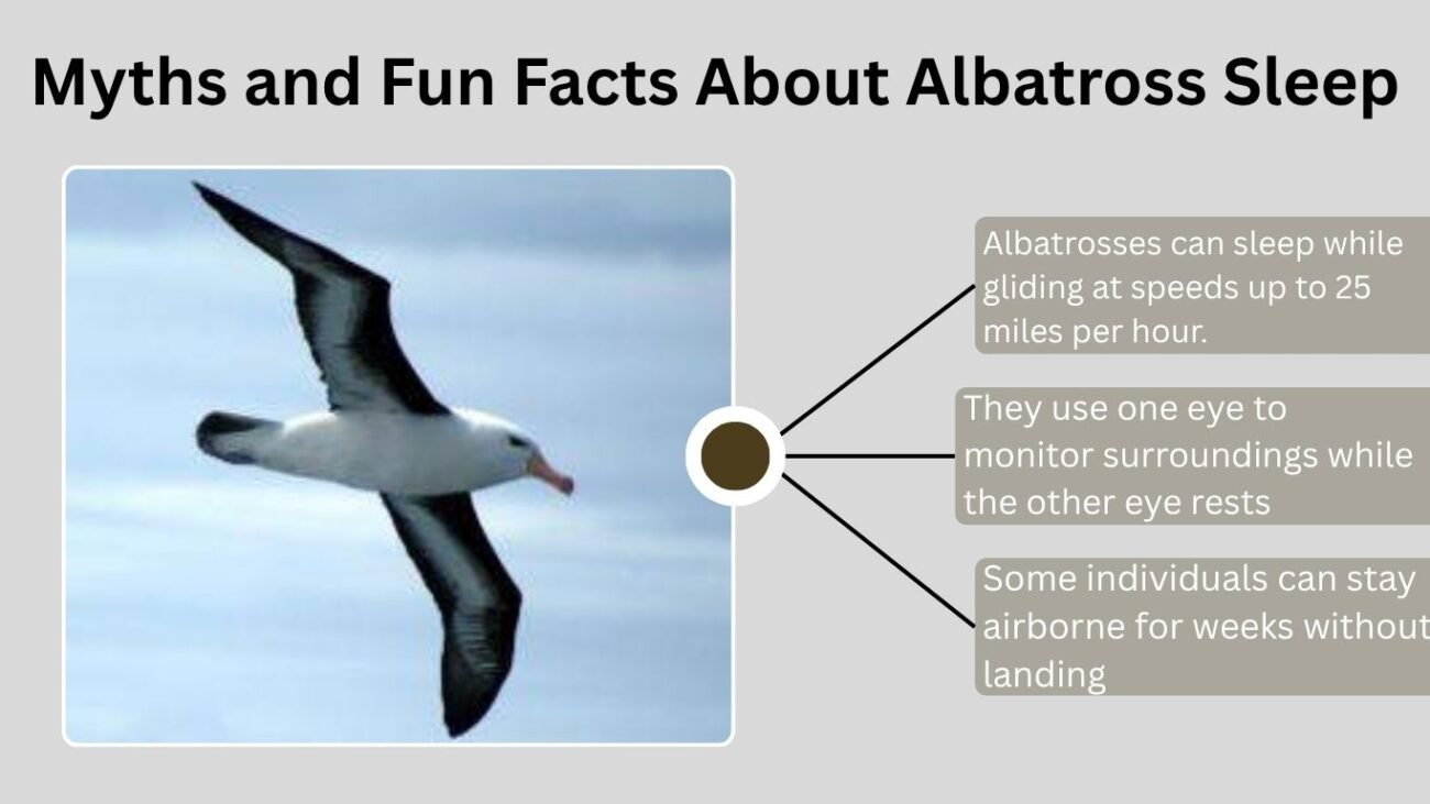 Myths and Fun Facts About Albatross Sleep