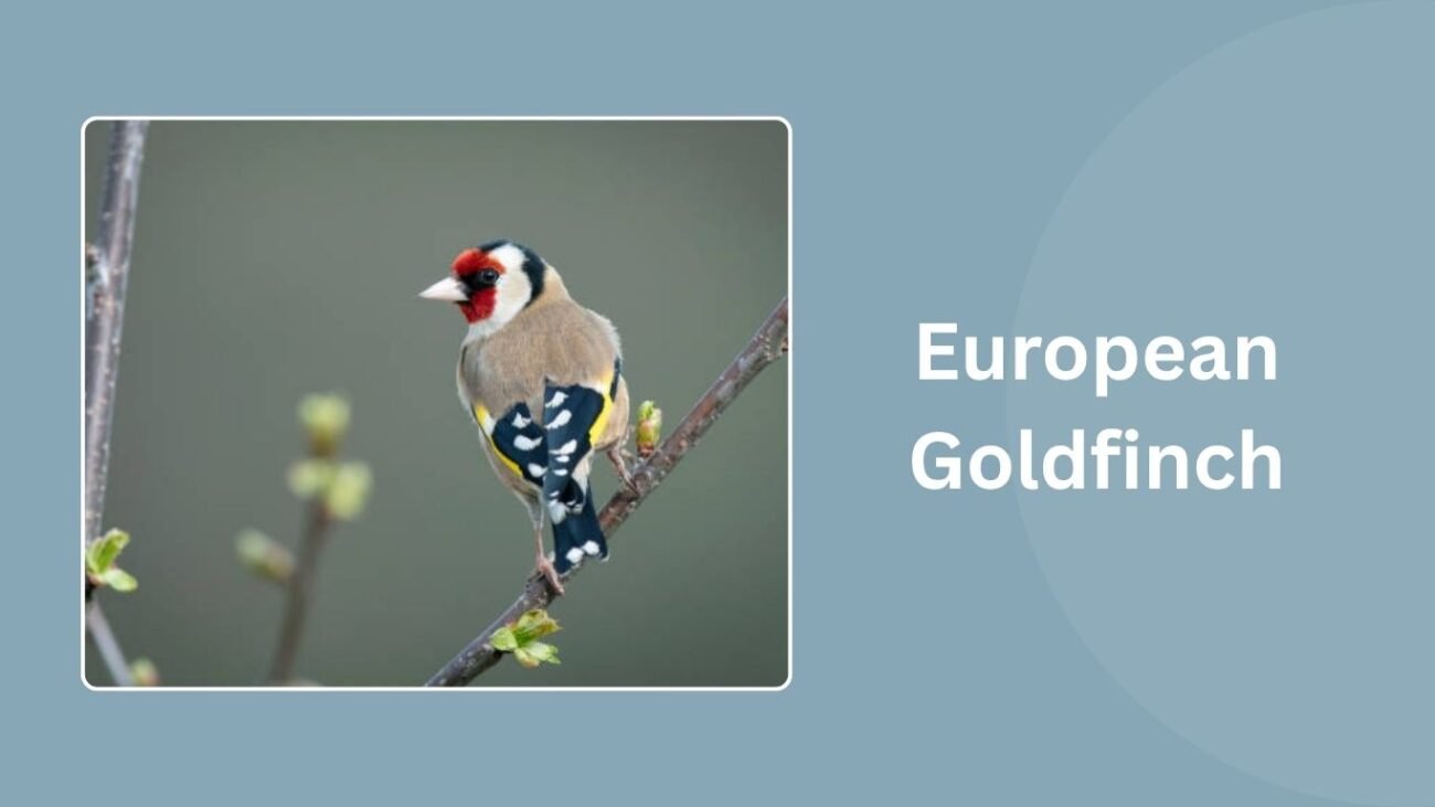 European Goldfinch