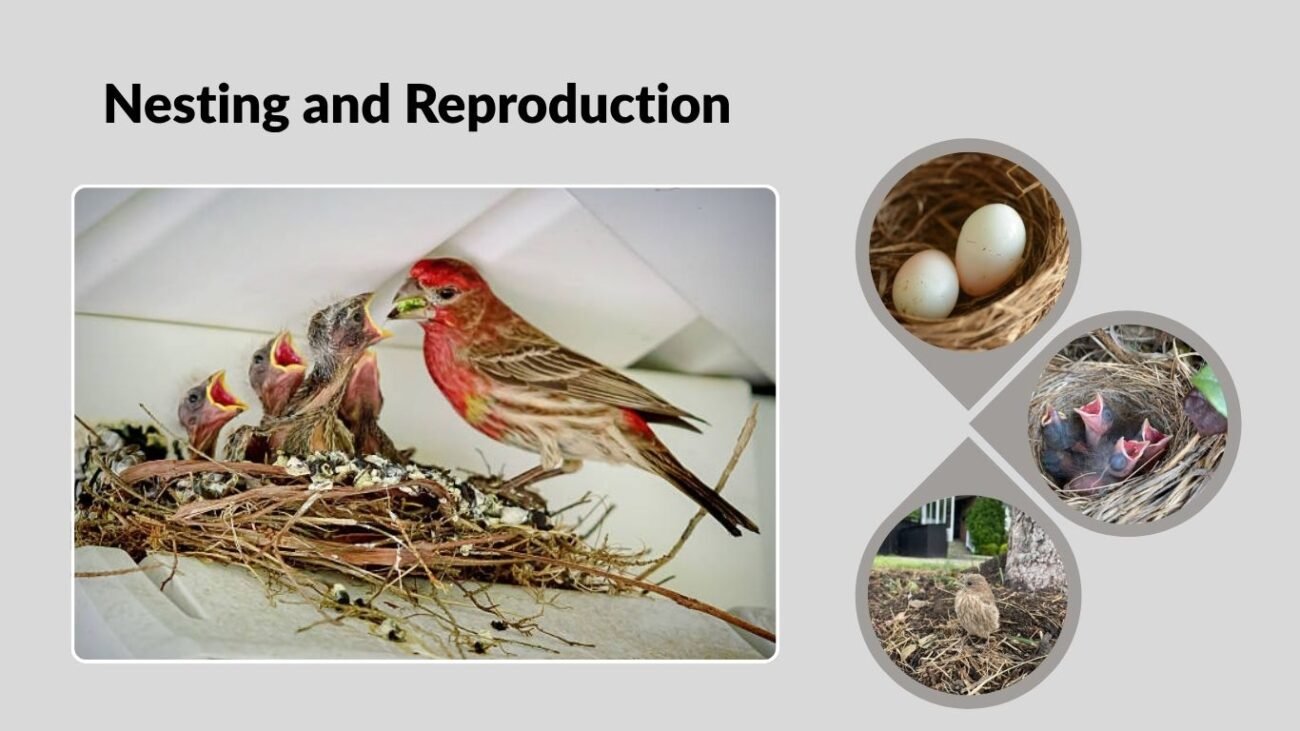 Nesting and Reproduction