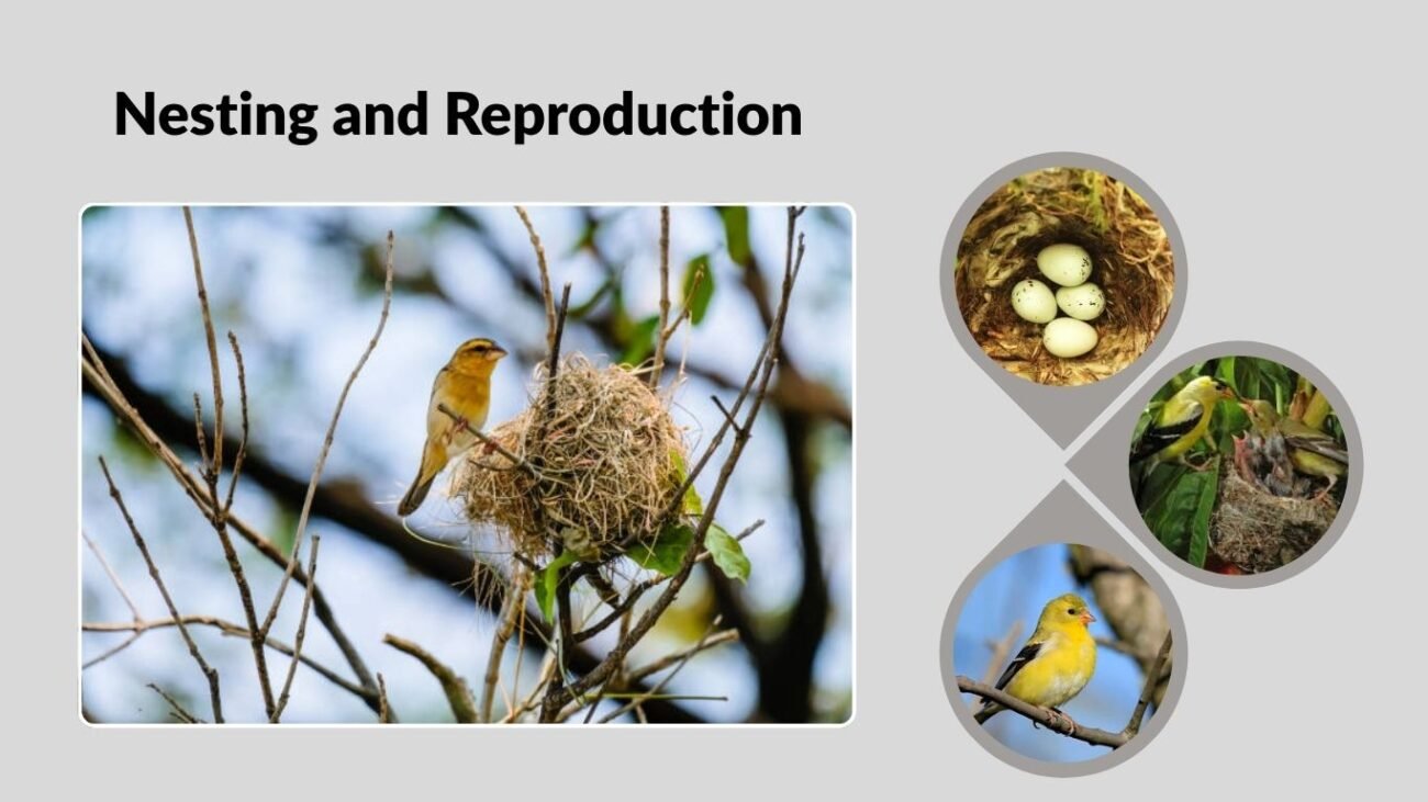 Nesting and Breeding