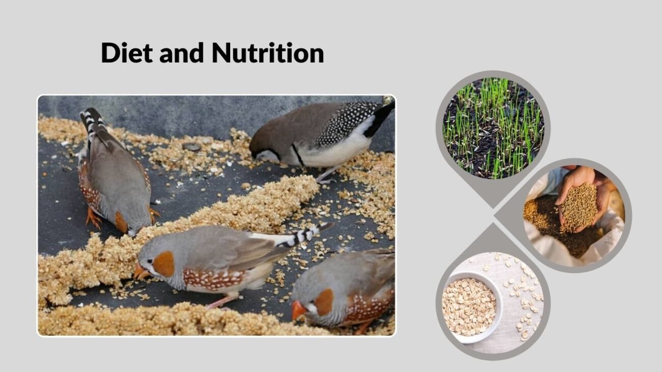 Diet and Nutrition