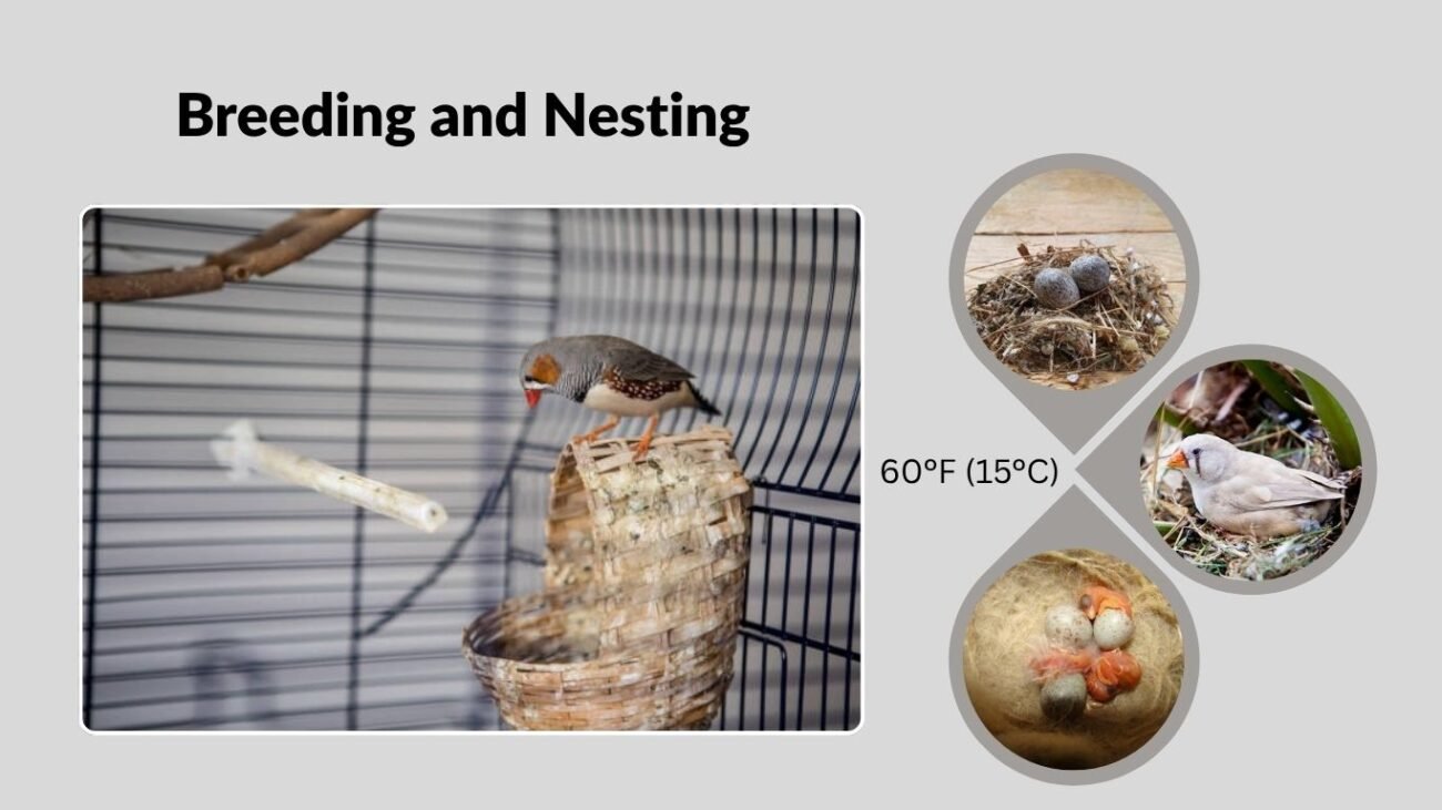 Breeding and Nesting