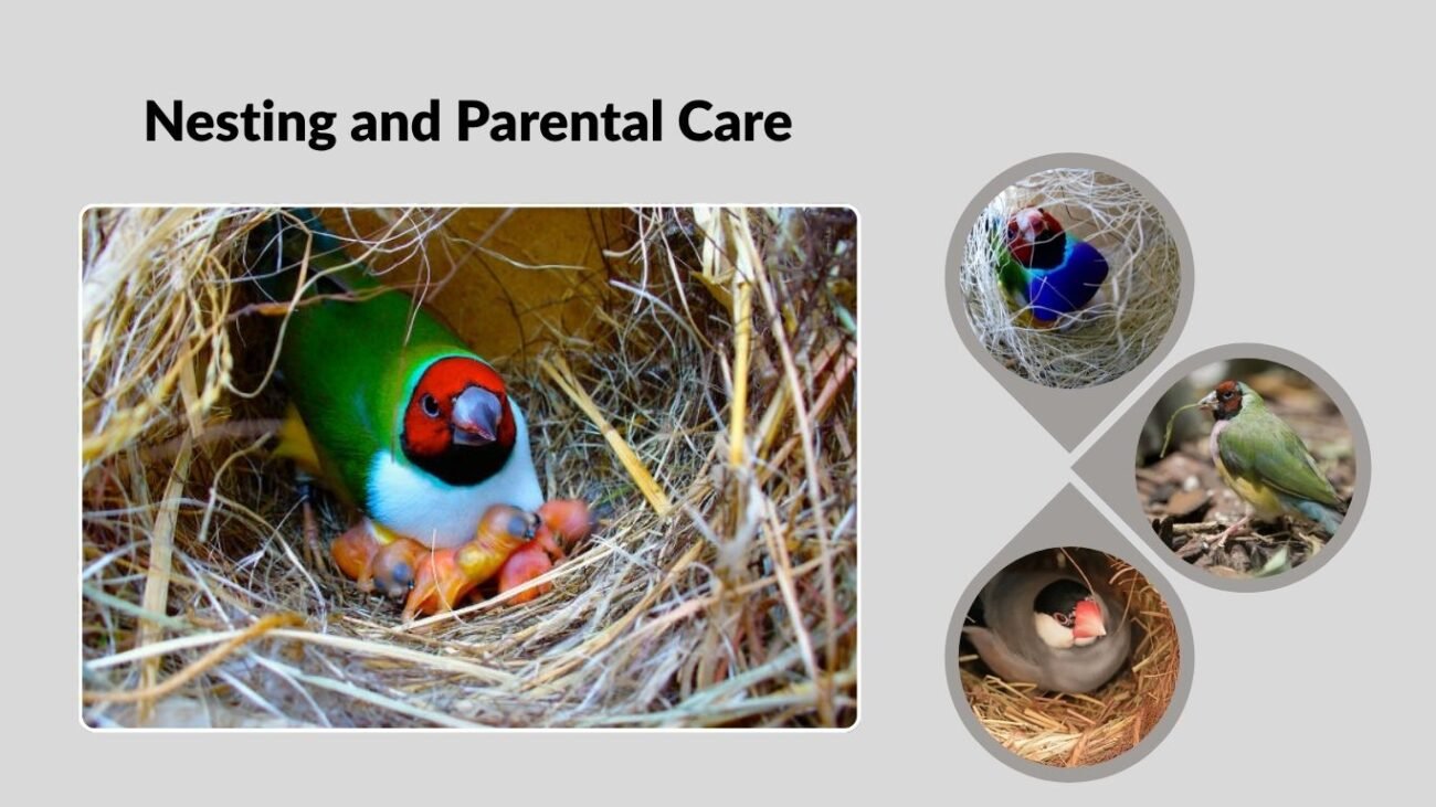 Nesting and Parental Care
