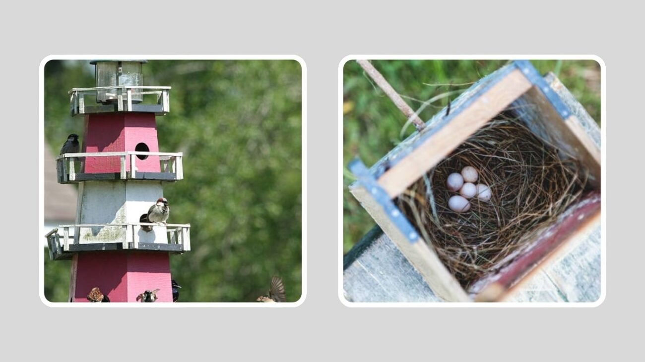 Conservation and Human Connection