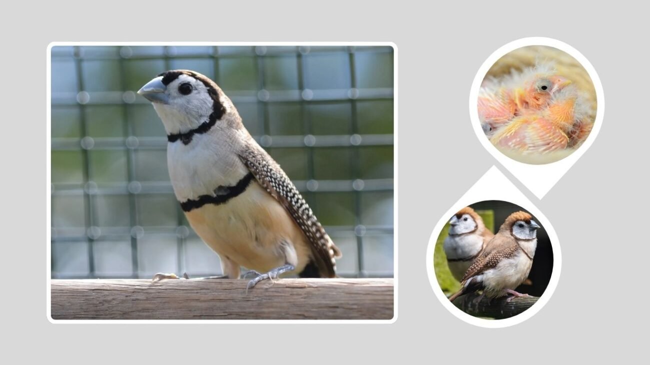 Finches as Pets