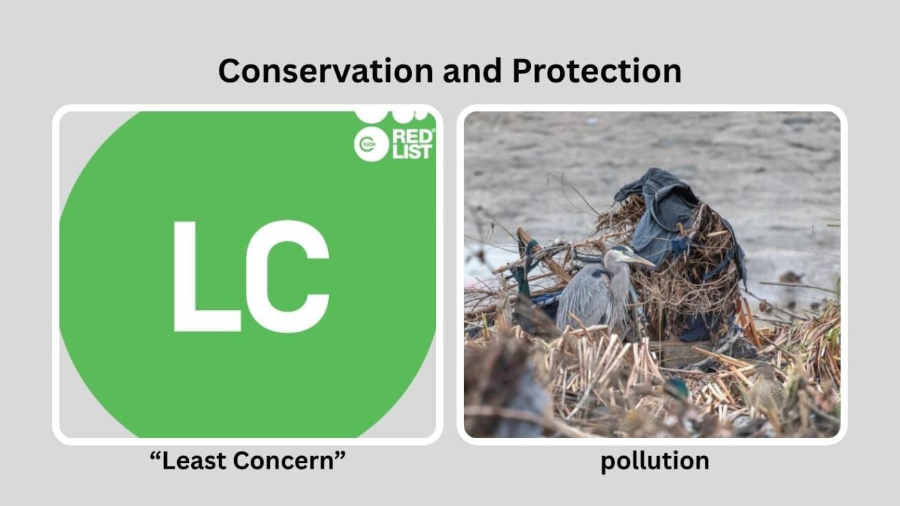 Conservation and Protection