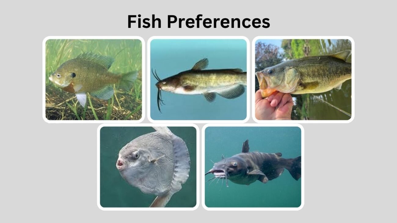 Fish Preferences