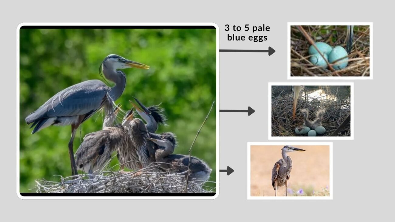 Egg Laying and Incubation