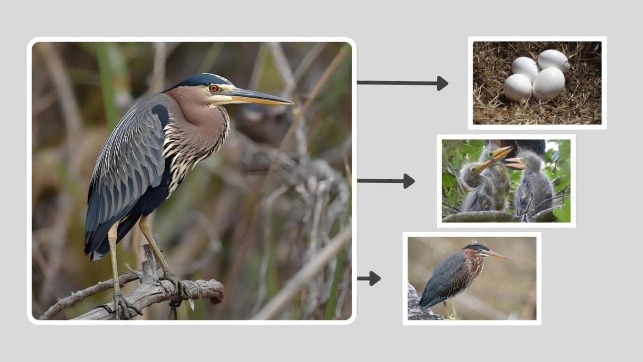 Breeding Plumage and Mating Behavior