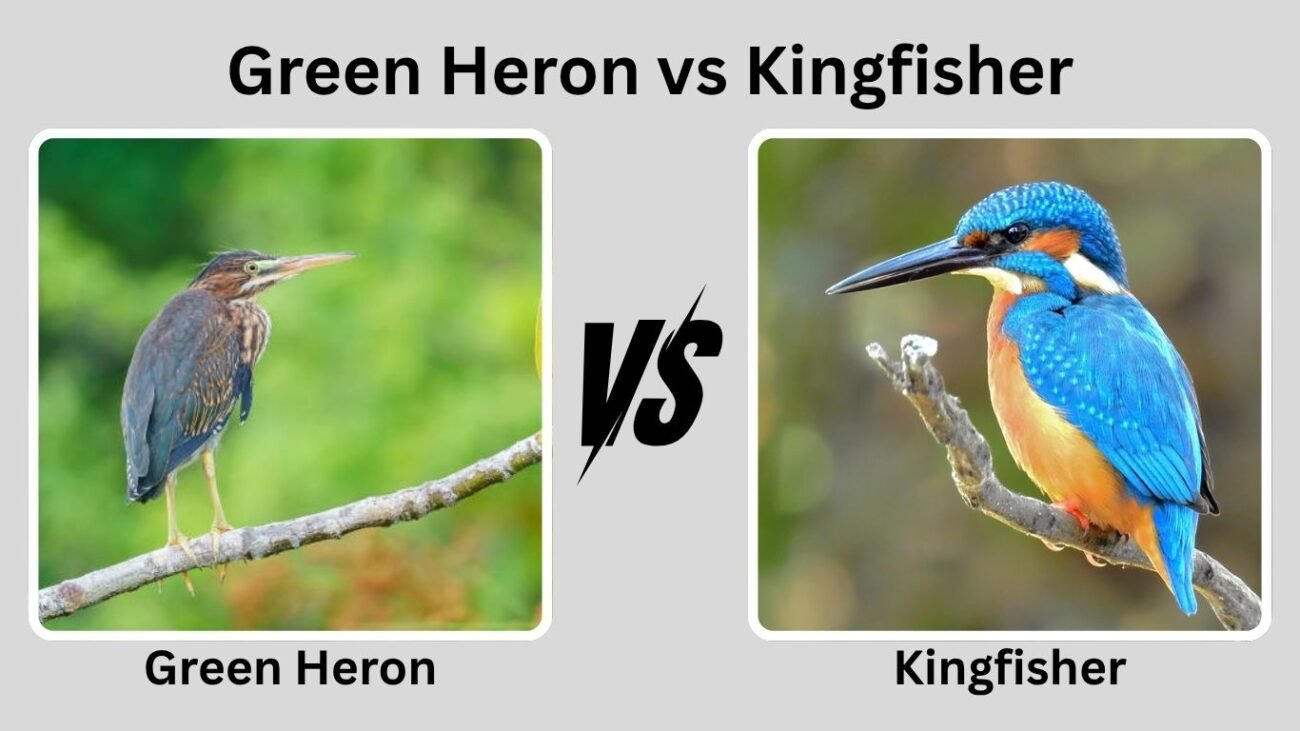 Green Heron vs Kingfisher