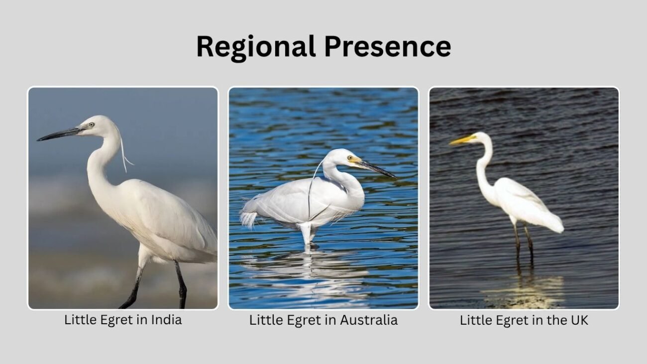 Regional Presence