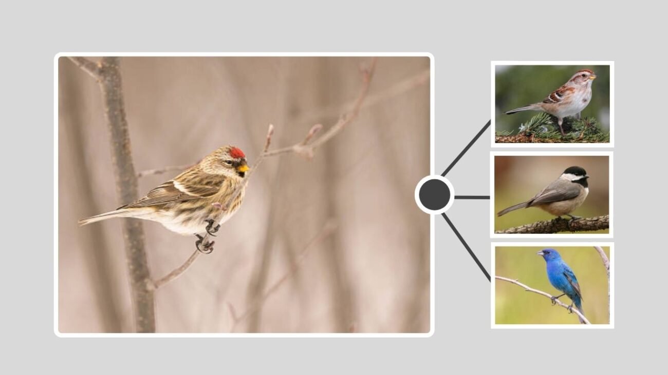 Confused Species: Other Birds Mistaken for Finches