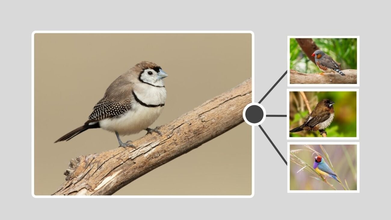 Compatibility with Other Birds