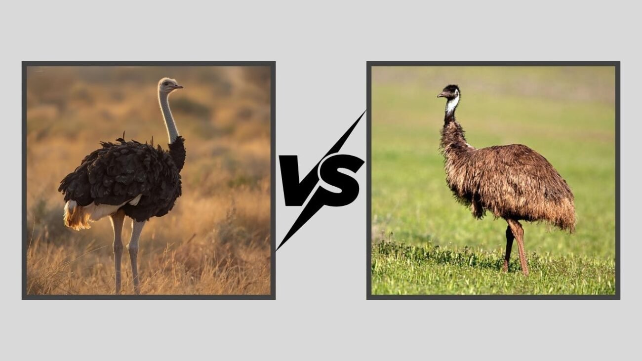 Ostrich vs Emu
