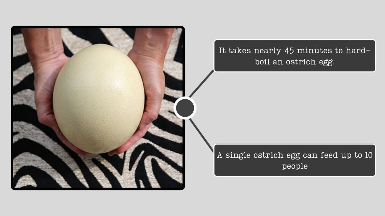 Fun Facts About Ostrich Eggs