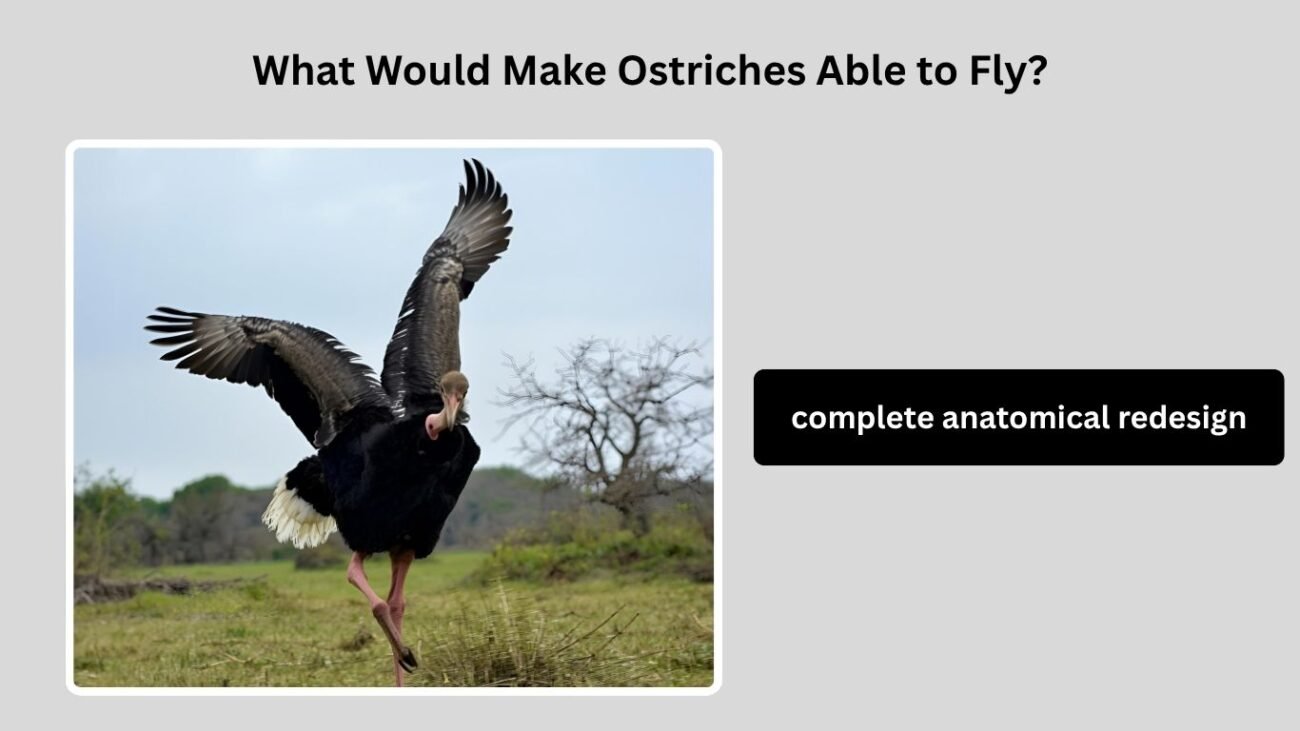 What Would Make Ostriches Able to Fly?