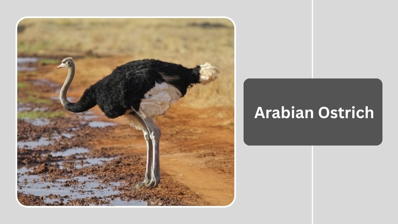 20 Ostrich Subspecies Identification With Picture