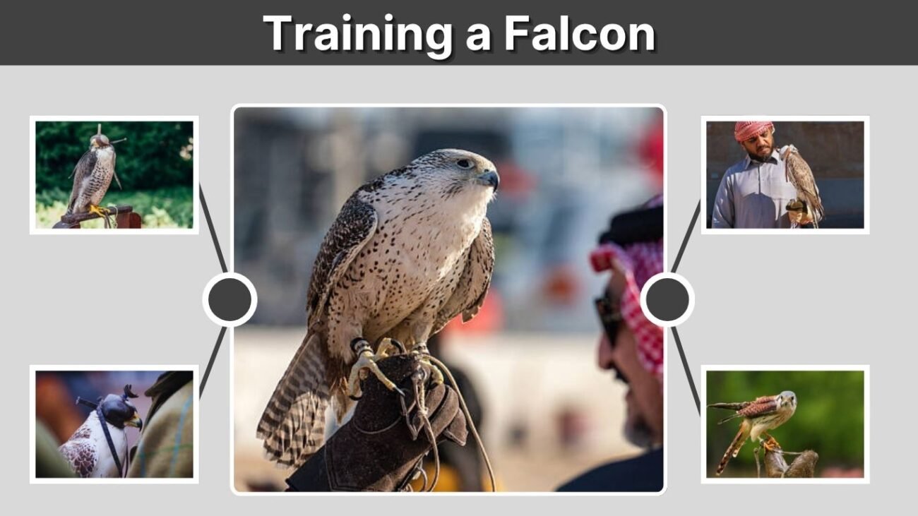 Training a Falcon