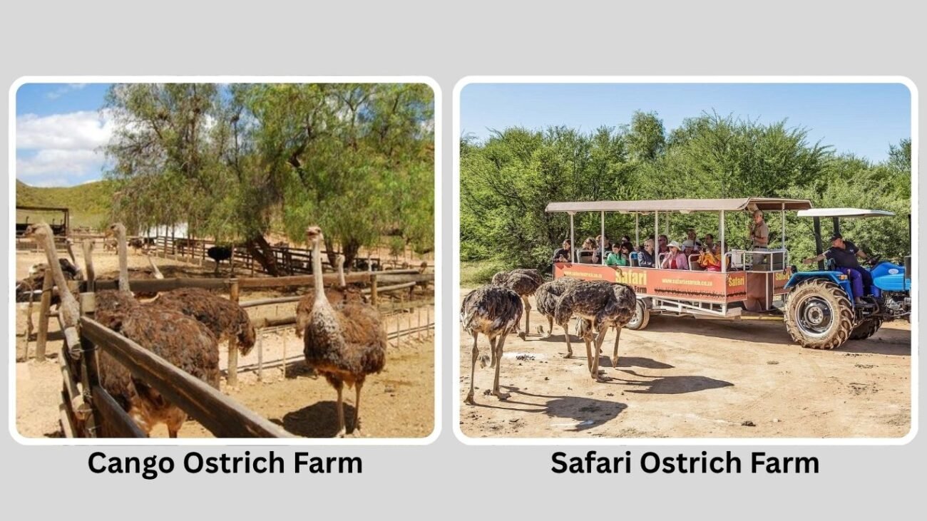 Ostrich Tourism and Adventures