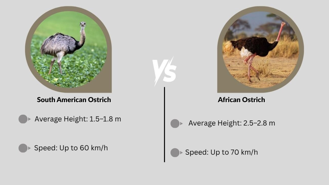 Comparison with African Ostrich