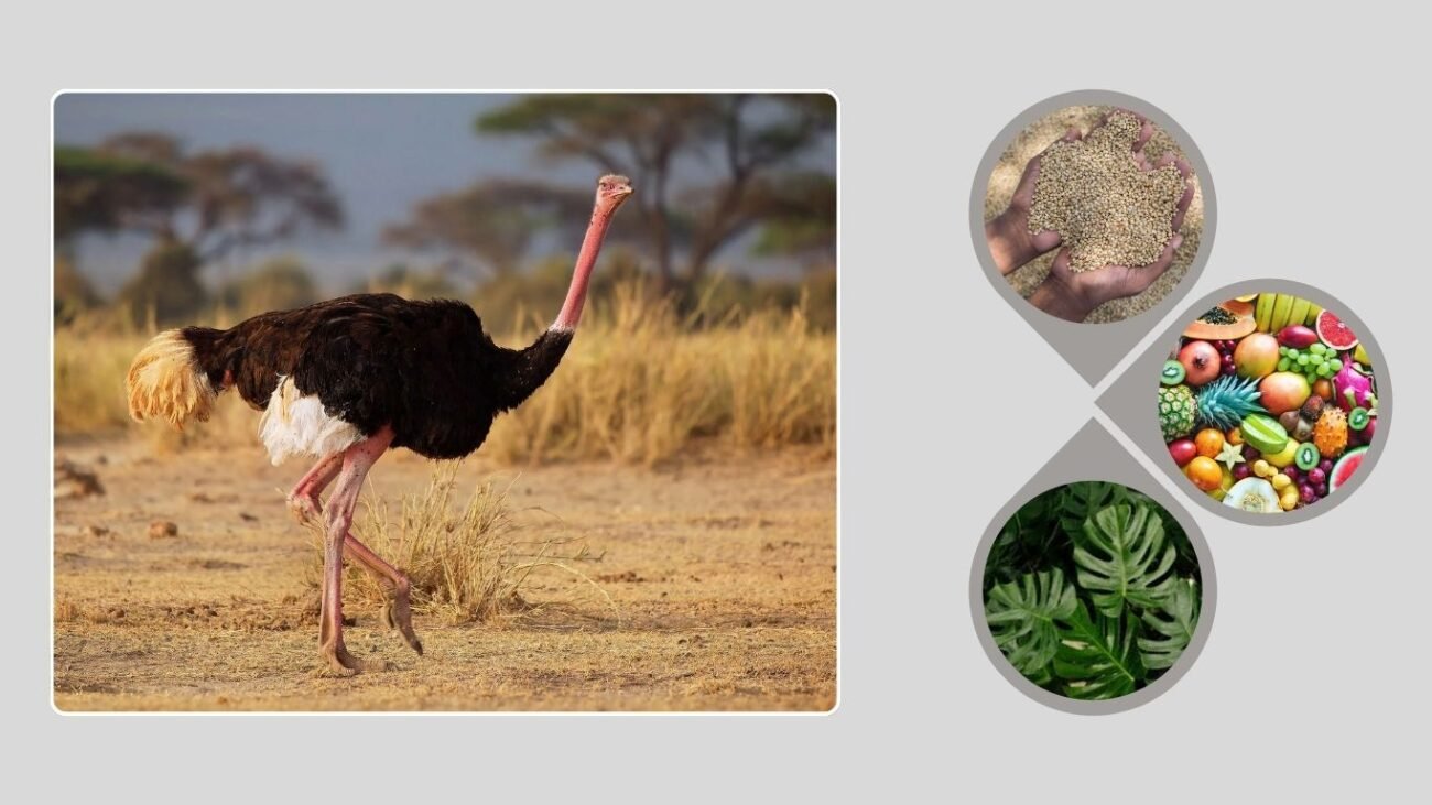 Diet and Feeding Habits