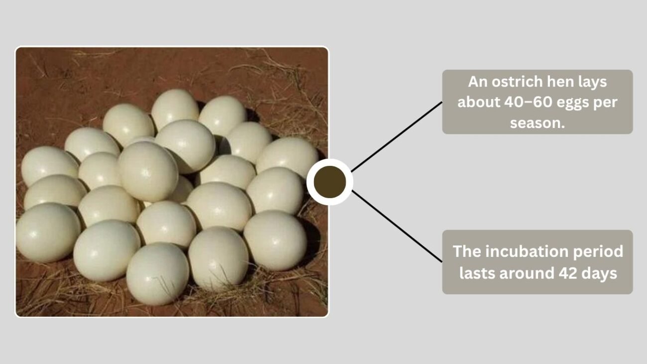 Ostrich Chicks and Egg Production