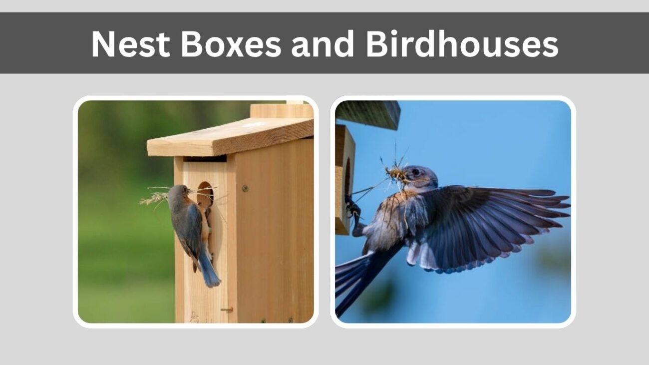 Nest Boxes and Birdhouses