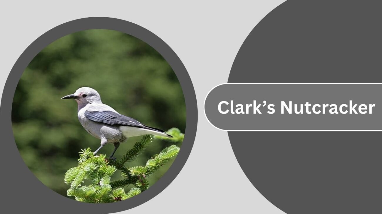 Clark’s Nutcracker