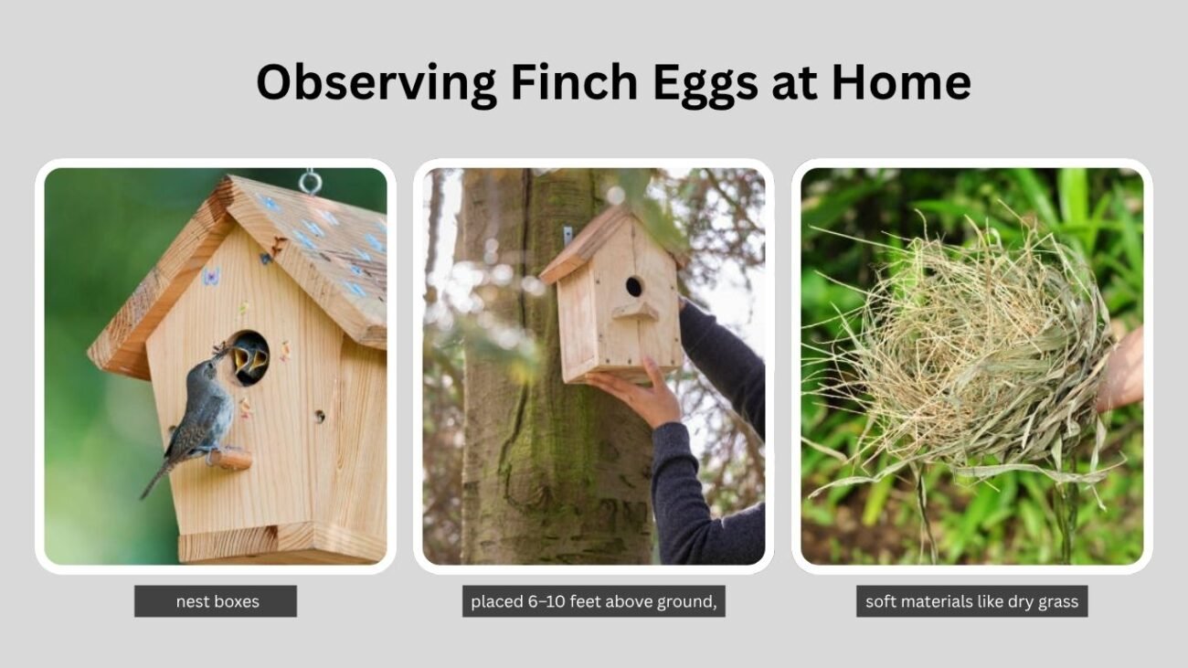 Observing Finch Eggs at Home