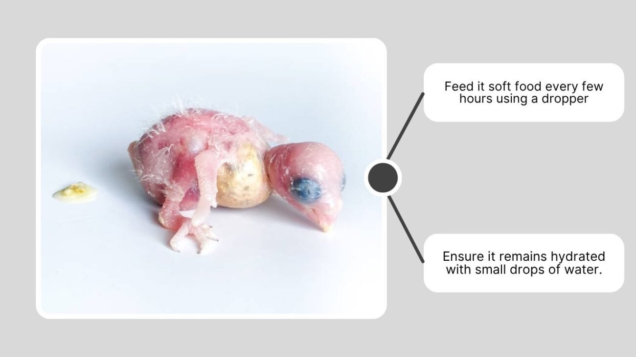 What to Do with Abandoned or Weak Chicks