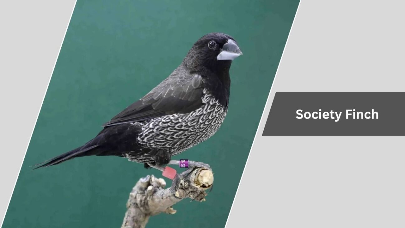 Society Finch
