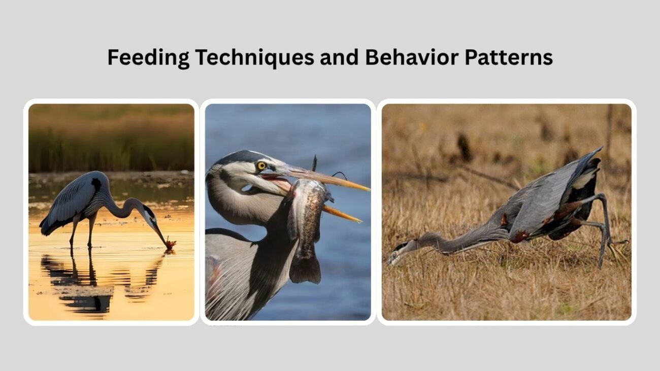 Feeding Techniques and Behavior Patterns